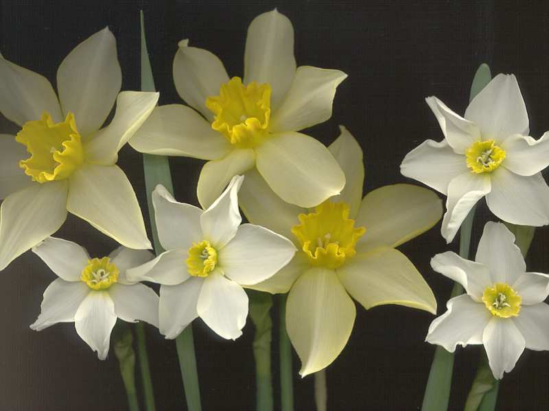 DAFF