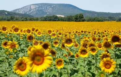 10535672-beautiful-sunflower-field - Copy - Copy